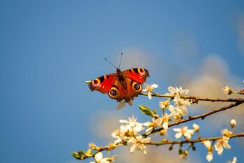 butterfly-7158988_1280