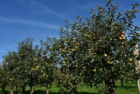 apple-tree-3668385_1280