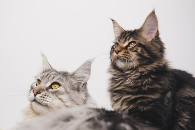 Katzen_Maine_coon Katzen_Maine_coon