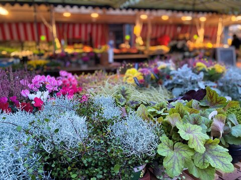 Wochenmarkt Vellmar