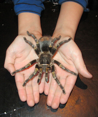 Australische Riesenspinne