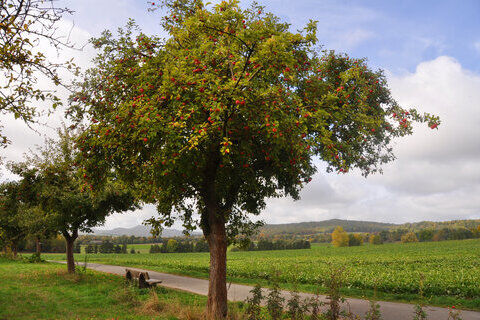 Streuobstwiese Elsche_Biotop