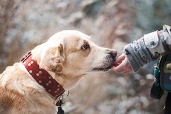 Hundefoto