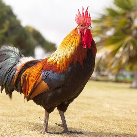 rooster-1867562_1280