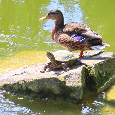Ahnepark5