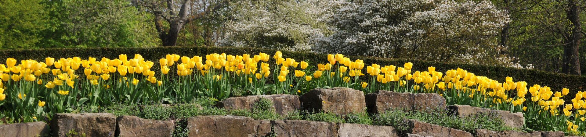 Start_FruehlingAhneparkBrueckeTulpen