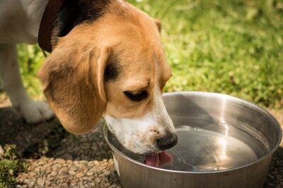 Hund_Hitze