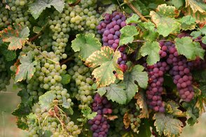 wine-3657269_1280