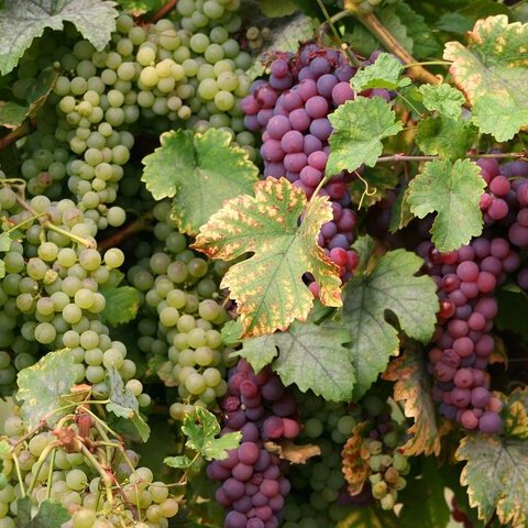 wine-3657269_1280