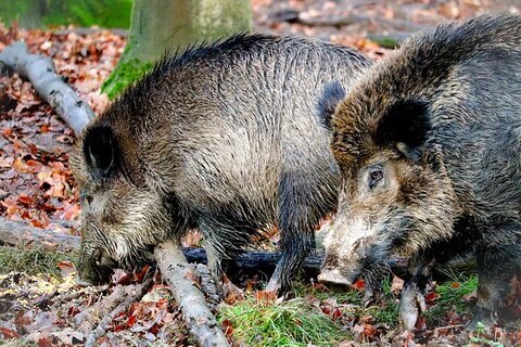 Wildschweine