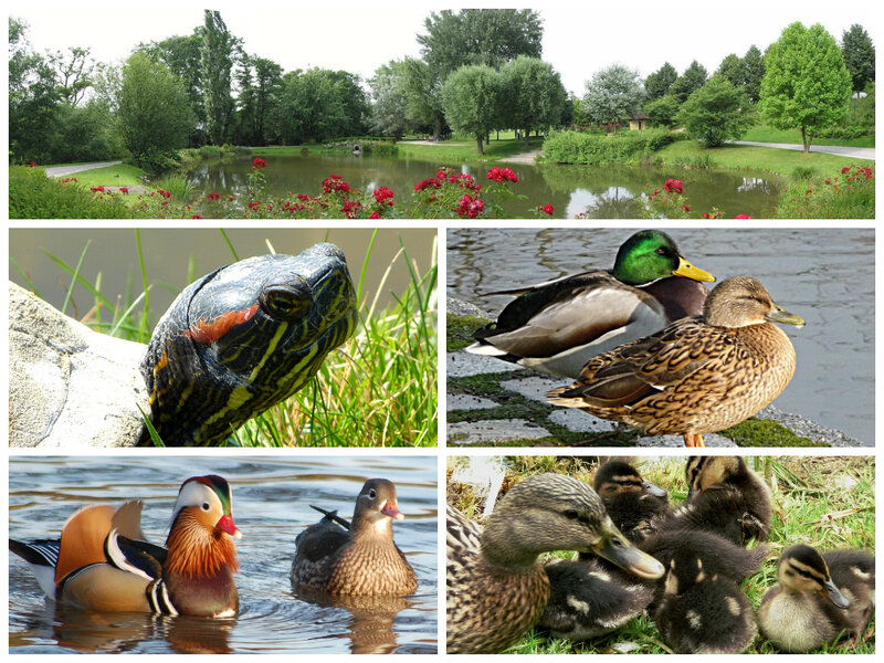 Fotocollage Tierwelt im Ahnepark