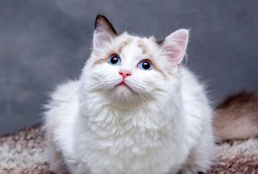 Katzenfoto Katzenfoto