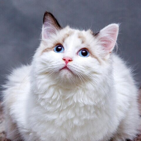Katzenfoto